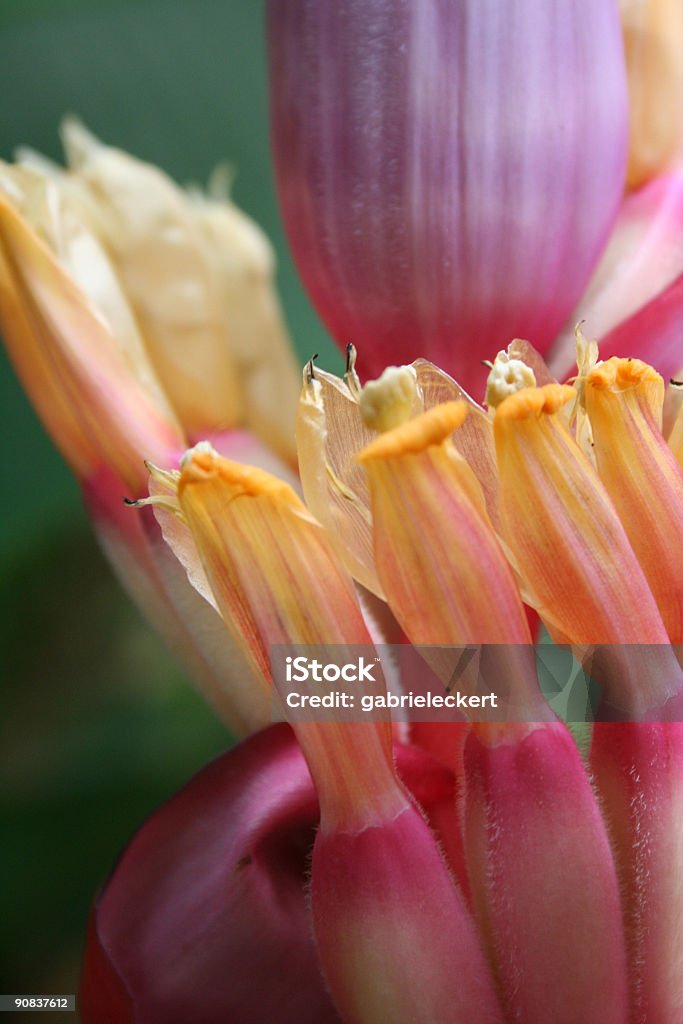 Fondo de detalle de planta de fotos - Foto de stock de Abstracto libre de derechos