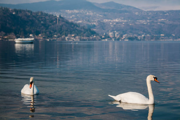 istock Two swans drifting in big lake surrounded by hills 908376250
