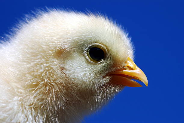 chick stock photo