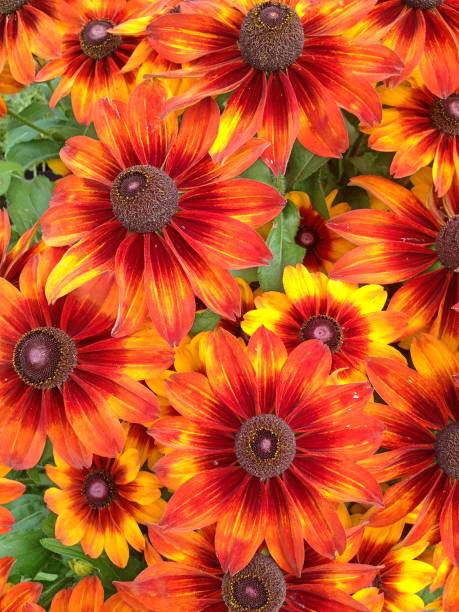 istock Orange Rudbeckia flowers 908377368