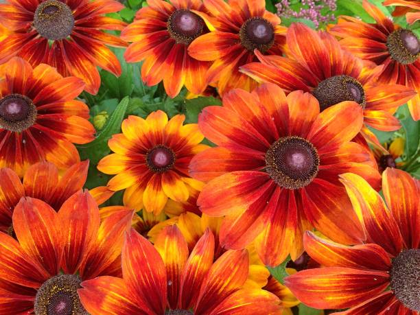 istock Orange Rudbeckia flowers 908377370