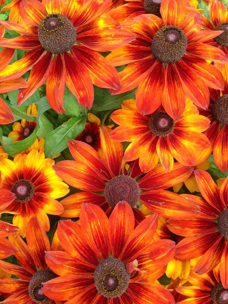 istock Orange Rudbeckia flowers 908377372