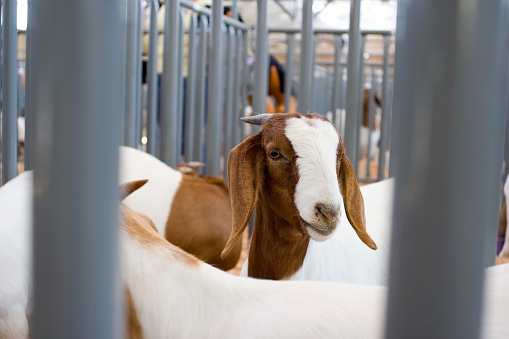 Capricorn observing his surroundings when sticking head out of the fence at a cage