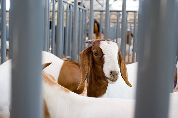 Goat in cage stock photo