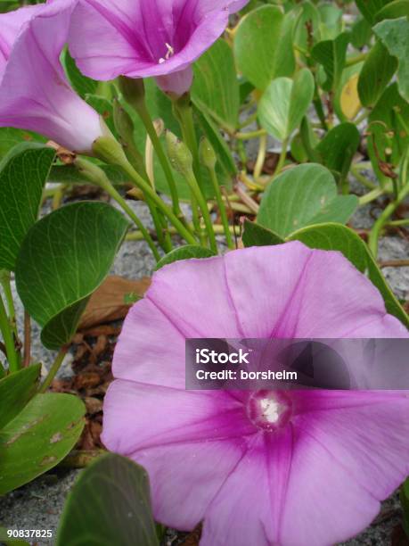 Buongiornogloria - Fotografie stock e altre immagini di Fiore - Fiore, Florida - Stati Uniti, Bellezza