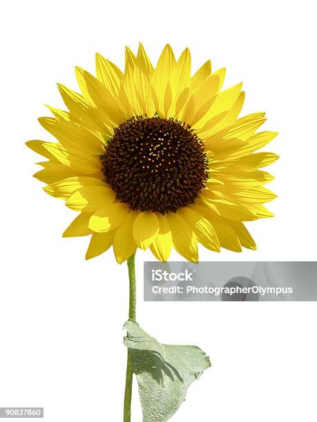 Photo libre de droit de Tournesol Isolé Sur Blanc Et Vert Rameau banque d'images et plus d'images libres de droit de Chrysanthème - Chrysanthème, Fond blanc, Jaune