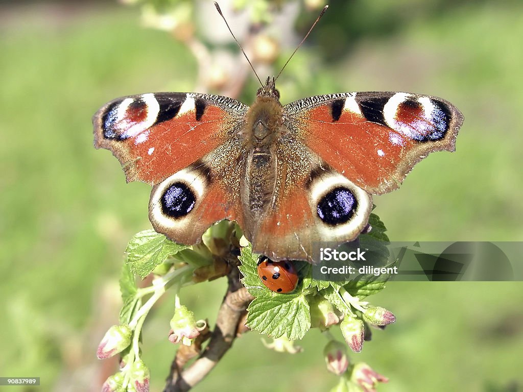 Schmetterling und Marienkäfer - Lizenzfrei Ast - Pflanzenbestandteil Stock-Foto