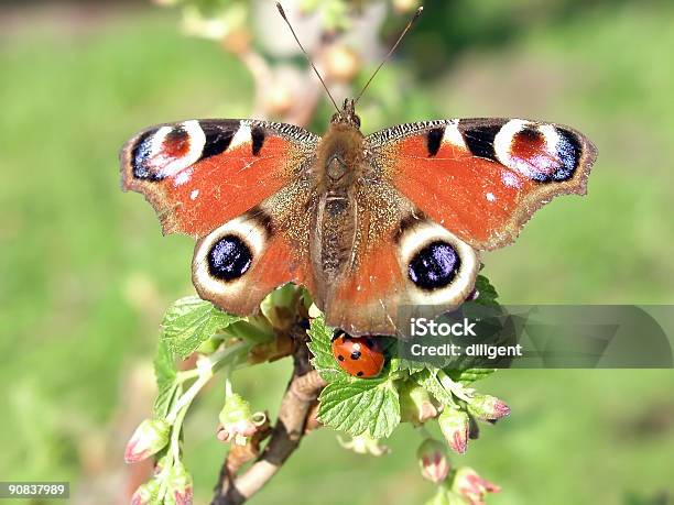 Schmetterling Und Marienkäfer Stockfoto und mehr Bilder von Ast - Pflanzenbestandteil - Ast - Pflanzenbestandteil, Baumblüte, Bildhintergrund