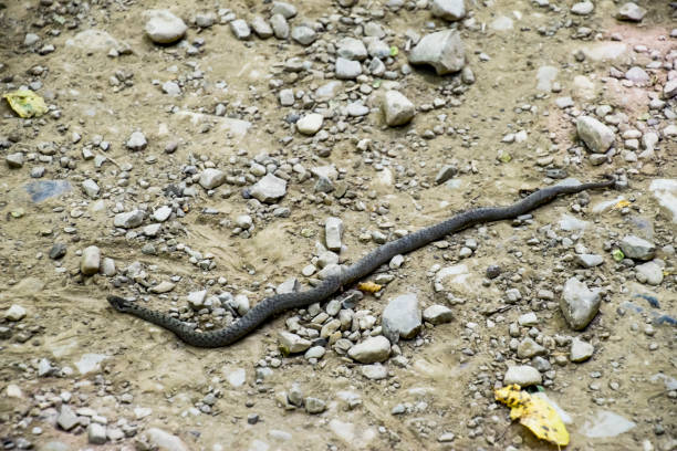 istock Viper is ordinary. Snake on the road. The snake crawls along the ground with rocks. 908379934