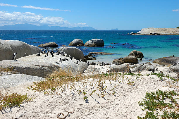 istock The Penguins of Boulders Beach 90838009