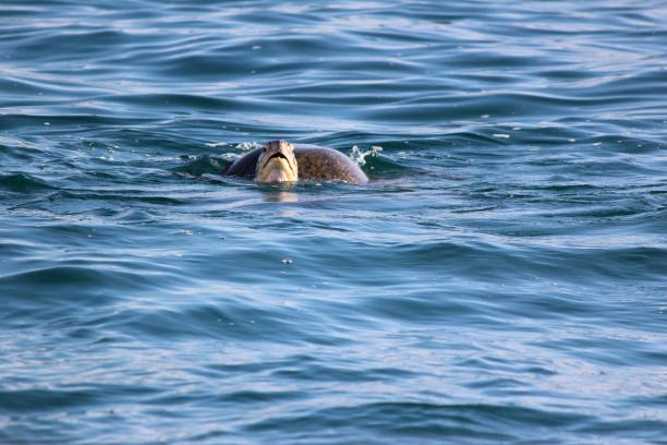 istock Green turtle mating in indian ocean, Sri Lanka 908382514