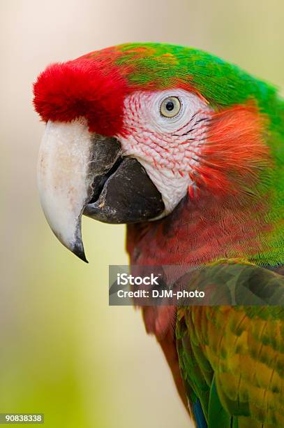 Harlequin Macaw - zdjęcia stockowe i więcej obrazów Ameryka Łacińska - Ameryka Łacińska, Ara, Arlekin