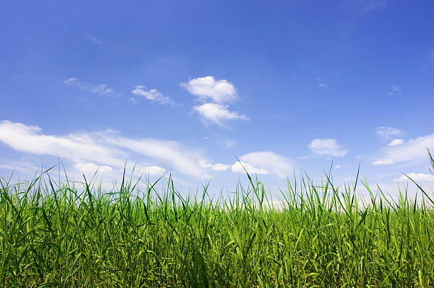 istock green field in the summer 90838344