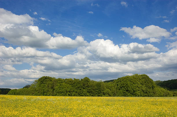 Beautiful Idyllic countryside landscape view of green wavy hills fringed with the exterior of a traditional windmill, trees, and yellow canola fields on a sunny spring day in Moravia, Czechia