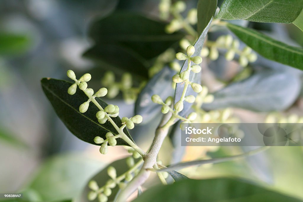 Flores sobre um ramo de oliveira - Royalty-free Alimentação Saudável Foto de stock