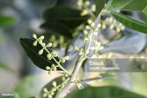 Flores Sobre Um Ramo De Oliveira - Fotografias de stock e mais imagens de Alimentação Saudável - Alimentação Saudável, Ao Ar Livre, Azeitona