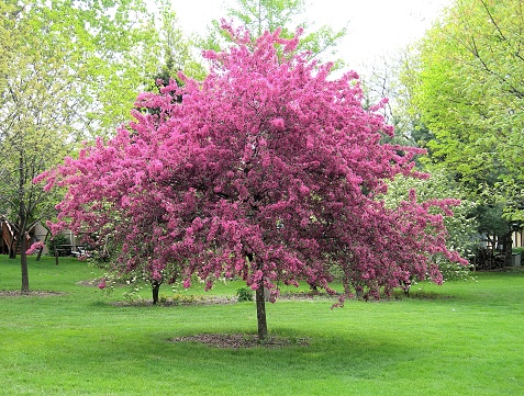 brilliant pink crab apple trees, spring