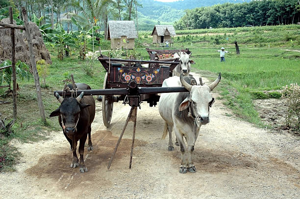 Ox Cart stock photo