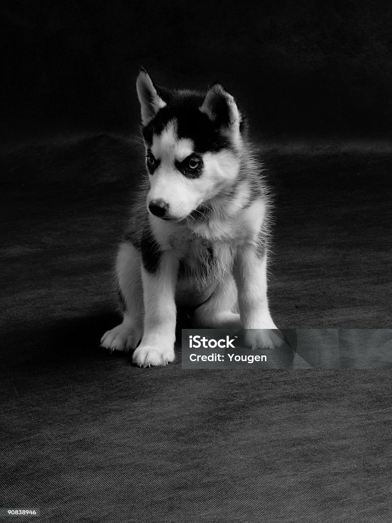 Puppy  Black And White Stock Photo