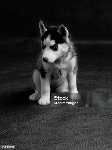 Puppy Stock Photo - Download Image Now - Black And White, Sled Dog, Animal