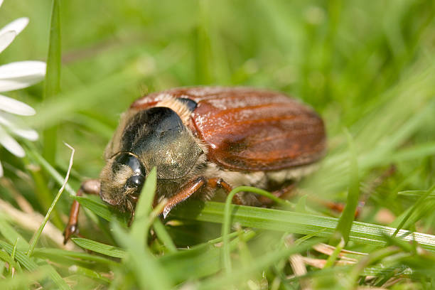 cockchafer beetle - chrabąszcze zdjęcia i obrazy z banku zdjęć
