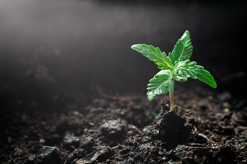 A small plant of cannabis seedlings at the stage of vegetation planted in the ground in the sun, a beautiful background, eceptions of cultivation in an indoor marijuana for medical purposes