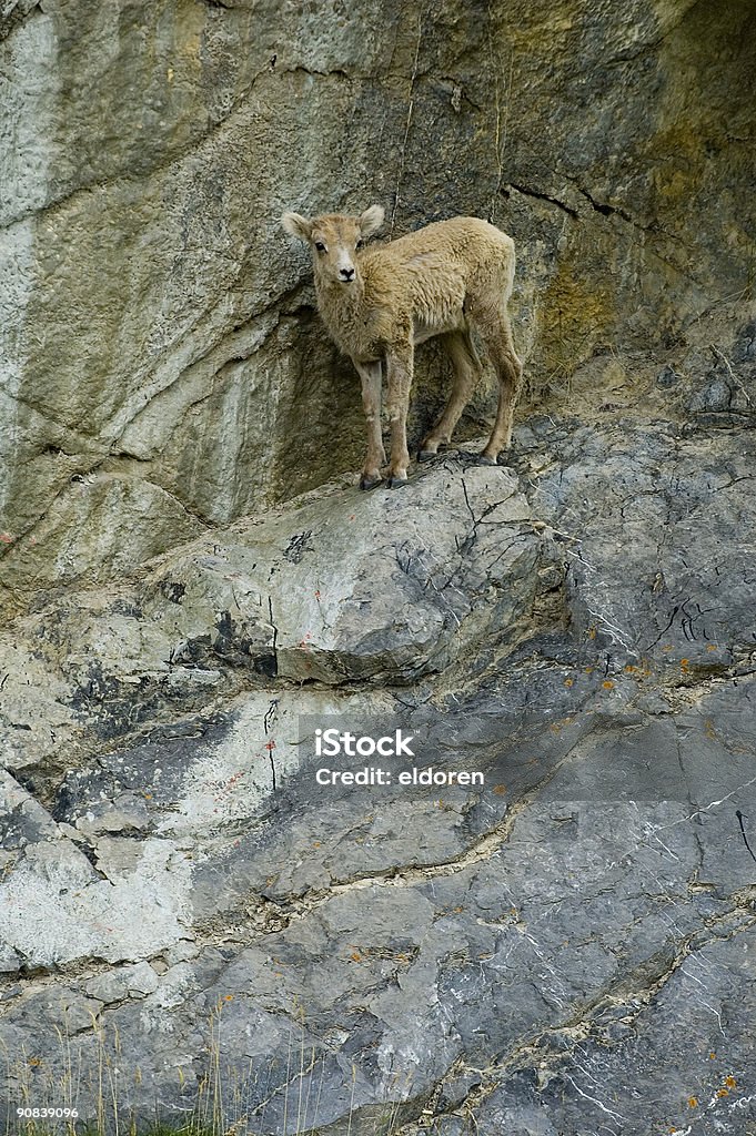 Baby-Mountain-Schaf - Lizenzfrei Berg Stock-Foto