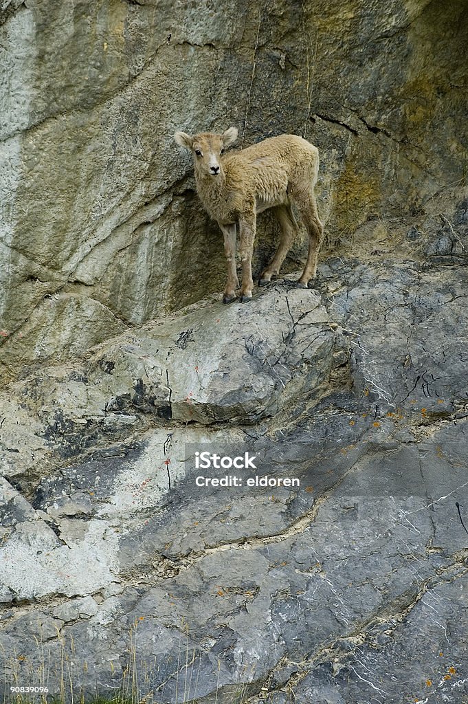 Детские Гора Овца - Стоковые фото Welsh Овца Горы роялти-фри