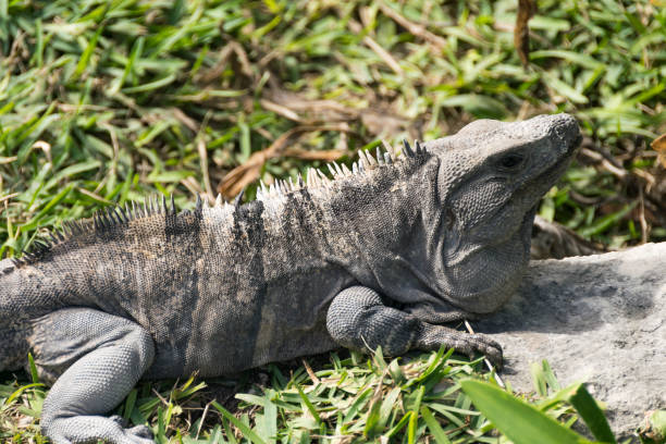 istock Iguanas in Tulum, Mexico 908394440