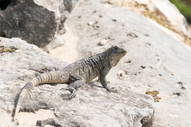 istock Iguanas in Tulum, Mexico 908394498