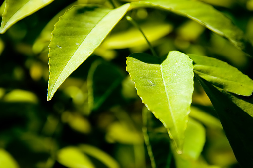 Foilage with shallow DOF