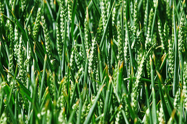 Green wheat stock photo