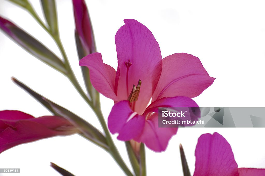 Gladiola - Zbiór zdjęć royalty-free (Bez ludzi)