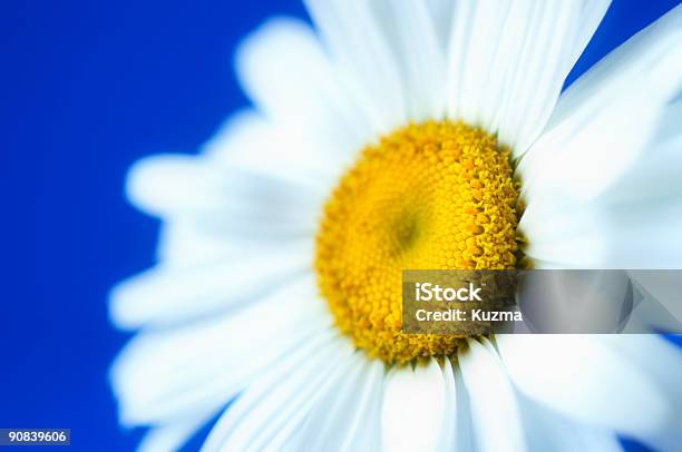 Daisy Em Macro - Fotografias de stock e mais imagens de Amarelo - Amarelo, Amor, Azul