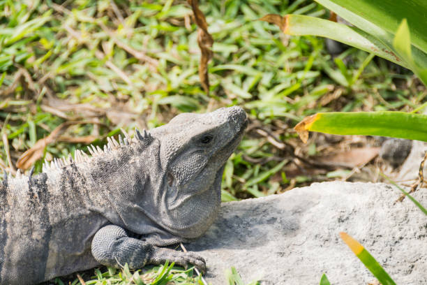 istock Iguanas in Tulum, Mexico 908397792