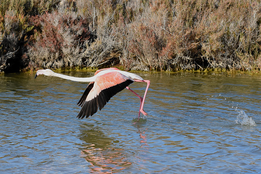 Phoenicopterus roseus.