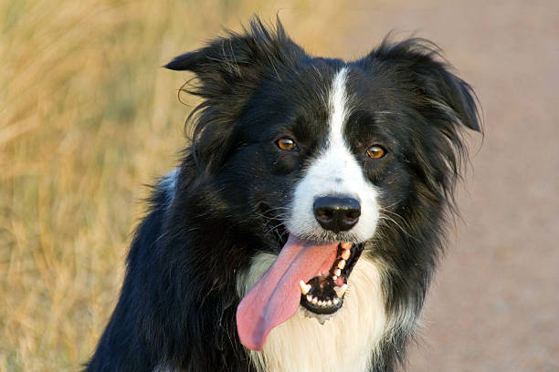 Collie di confine - foto stock