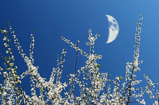 An  upward view through white hawthorn blossom to a clear blue sky and crescent moon.