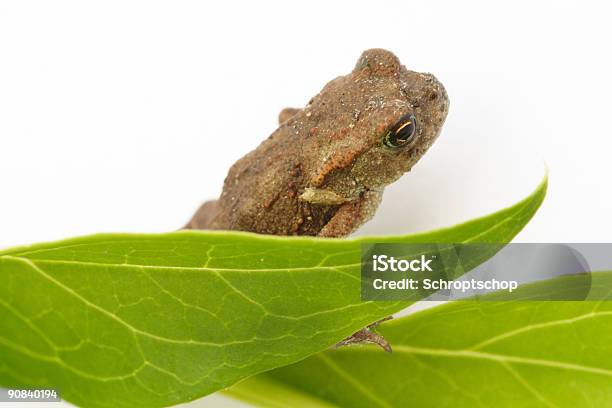 Rana Foto de stock y más banco de imágenes de Anfibio - Anfibio, Animal, Anuncio