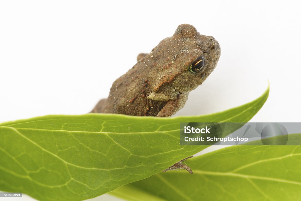 Grenouille - Photo de Amphibien libre de droits