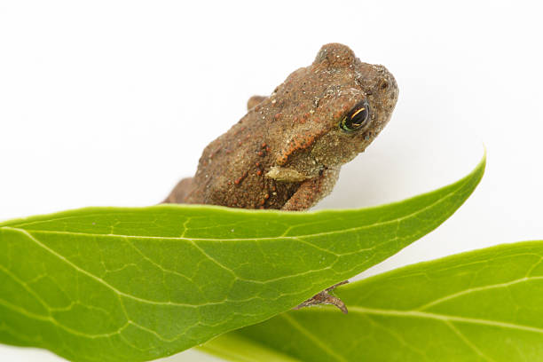 개구리 - frogger 뉴스 사진 이미지