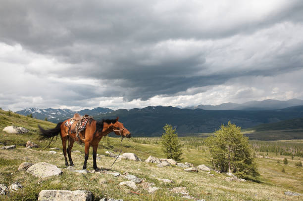 istock Horse in Sayan mountains 90840238