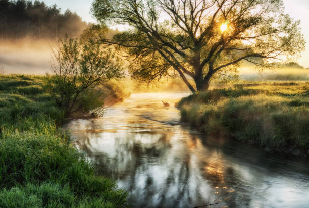 istock spring morning. a picturesque foggy dawn. Sun rays 908404514