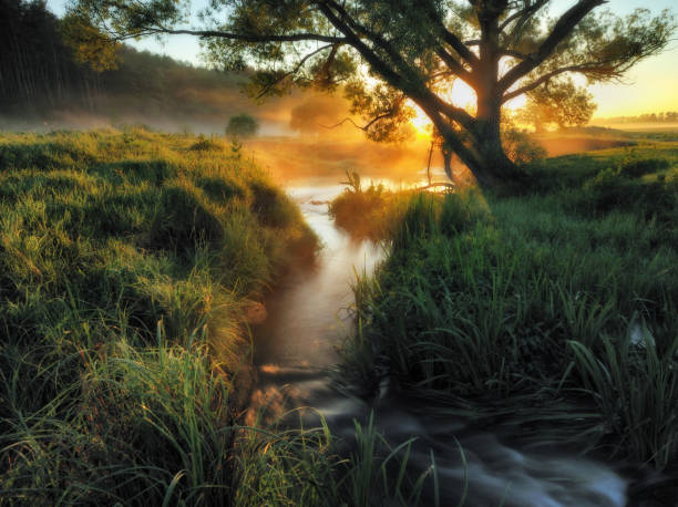 istock spring morning. a picturesque foggy dawn. Sun rays 908404910