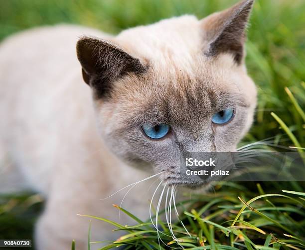 Голубые Глаза Кошки — стоковые фотографии и другие картинки Без людей - Без людей, Весёлый, Глаз животного