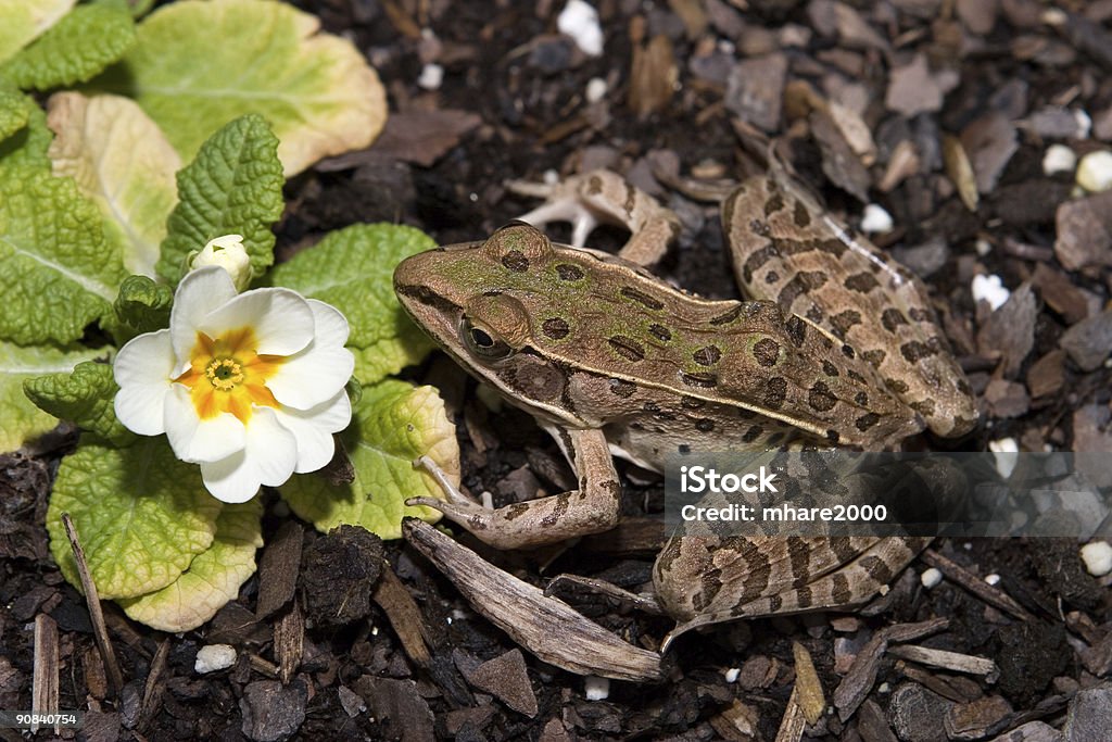 Rana Pipiens Sul - Foto de stock de Fotografia - Imagem royalty-free