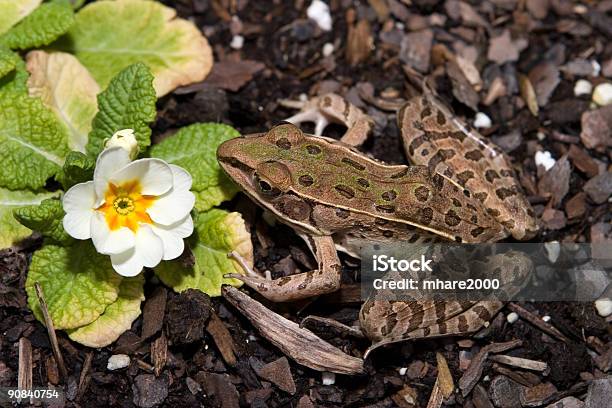 Foto de Rana Pipiens Sul e mais fotos de stock de Fotografia - Imagem - Fotografia - Imagem, Horizontal, Imagem a cores