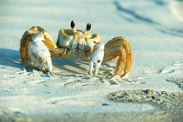 istock Male Ghost Crab  - Ocypode ceratophthalma 90840888