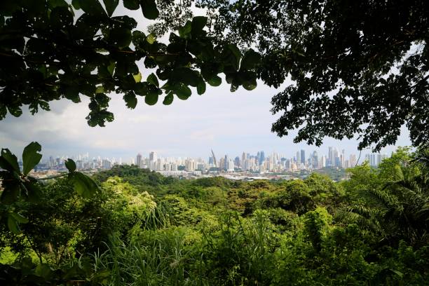 istock View Of Trees With City In Background 908409224