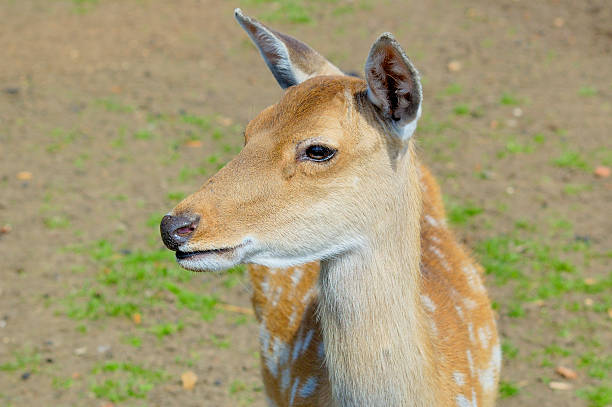 Sika deer stock photo